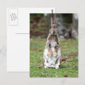 Carte Postale Kaninchen (Devant / Derrière)