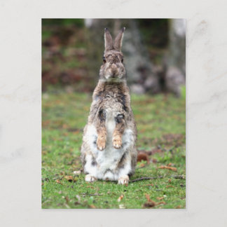 Carte Postale Kaninchen