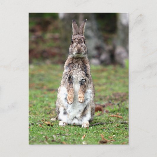 Carte Postale Kaninchen (Devant)