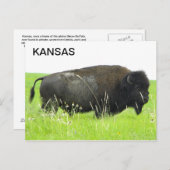 Carte Postale Kansas - Bison/Buffalo Bull (Devant / Derrière)