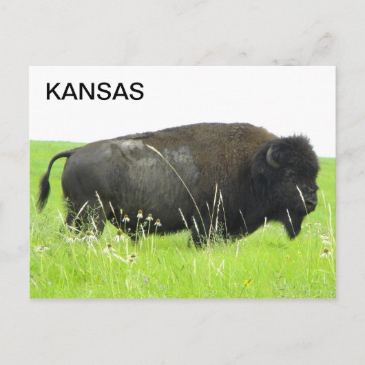 Carte Postale Kansas - Bison/Buffalo Bull (Devant)