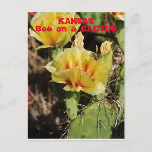 Carte Postale Kansas Cactus avec une abeille (Devant)