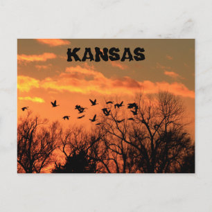 Carte Postale Kansas Golden coucher de soleil avec oies, arbres.