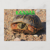 Carte postale Kansas Homme Box Shell Turtle (Devant)
