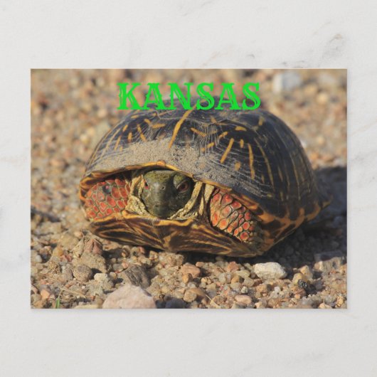 Carte postale Kansas Homme Box Shell Turtle (Devant)