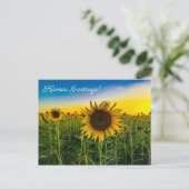 Carte Postale Kansas Salutations Sunflower Field (Debout devant)