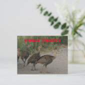 Carte postale Kansas Young Turkeys. (Debout devant)