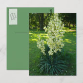 Carte Postale Kansas Yucca (Devant / Derrière)