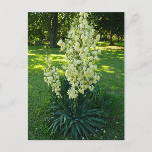 Carte Postale Kansas Yucca (Devant)