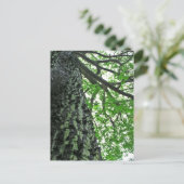 Carte Postale Kapok Tree à Funchal, Madère (Portugal) (Debout devant)