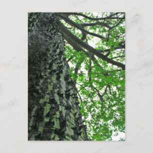 Carte Postale Kapok Tree à Funchal, Madère (Portugal)