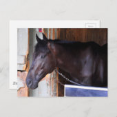 Carte Postale Kathy Ritvo Stables (Devant / Derrière)