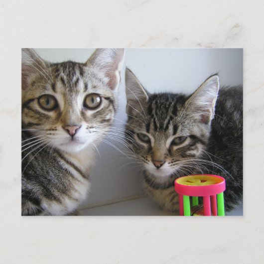 Carte Postale Katie et Carl (Devant)