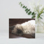 Carte Postale Kattunge/Kitten (Debout devant)