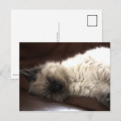 Carte Postale Kattunge/Kitten (Devant / Derrière)