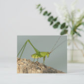 Carte postale Katydid. (Debout devant)