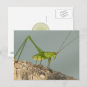 Carte postale Katydid. (Devant / Derrière)