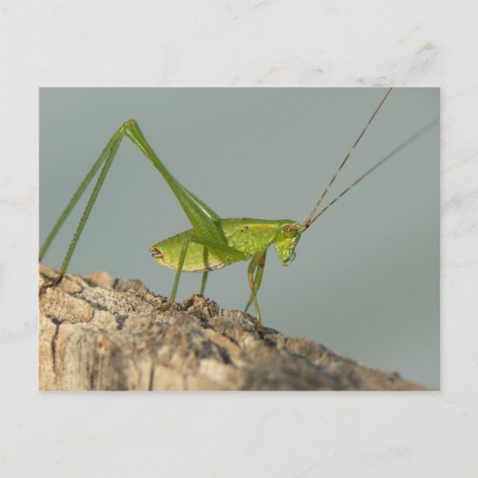 Carte postale Katydid. (Devant)