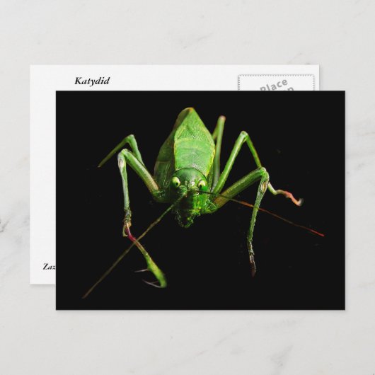 Carte Postale Katydid (Devant / Derrière)