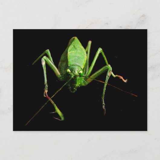 Carte Postale Katydid (Devant)