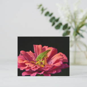 Carte Postale Katydid sur Zinnia