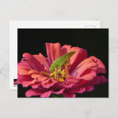 Carte Postale Katydid sur Zinnia (Devant / Derrière)