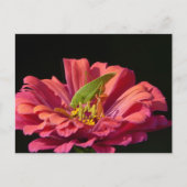 Carte Postale Katydid sur Zinnia (Devant)