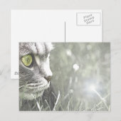 Carte Postale Katz (Devant / Derrière)