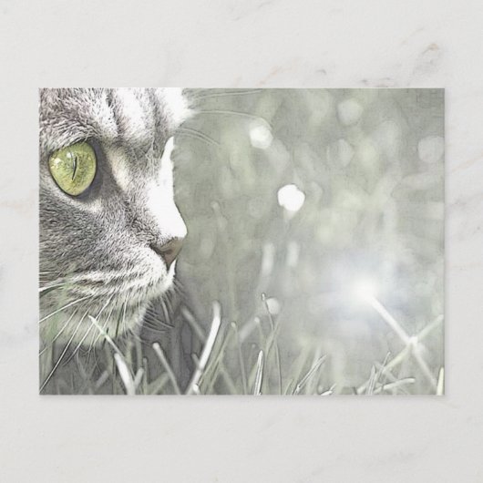 Carte Postale Katz (Devant)