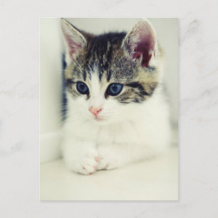 Carte Postale katze