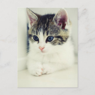 Carte Postale katze