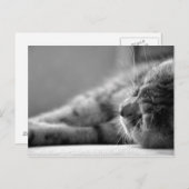 Carte Postale Katze SW (Devant / Derrière)