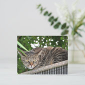Carte Postale Katze wird böse (Debout devant)
