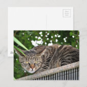 Carte Postale Katze wird böse (Devant / Derrière)