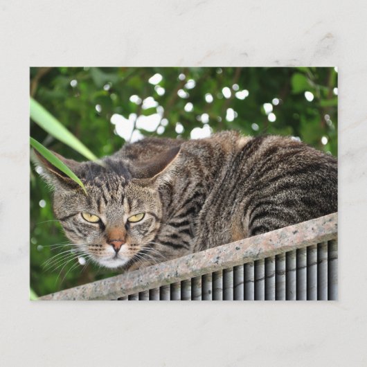 Carte Postale Katze wird böse (Devant)
