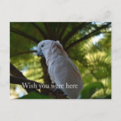 Carte Postale Kauai Hawaii Bird dans un arbre (Devant)