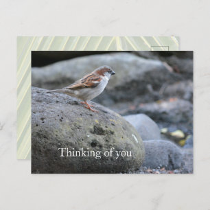 Carte Postale Kauai Hawaii Bird on Rocks Penser à vous