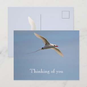 Carte Postale Kauai Hawaii Kilauea Flying Red Tropicbird