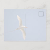 Carte Postale Kauai Hawaii Kilauea Flying Red Tropicbird (Dos)