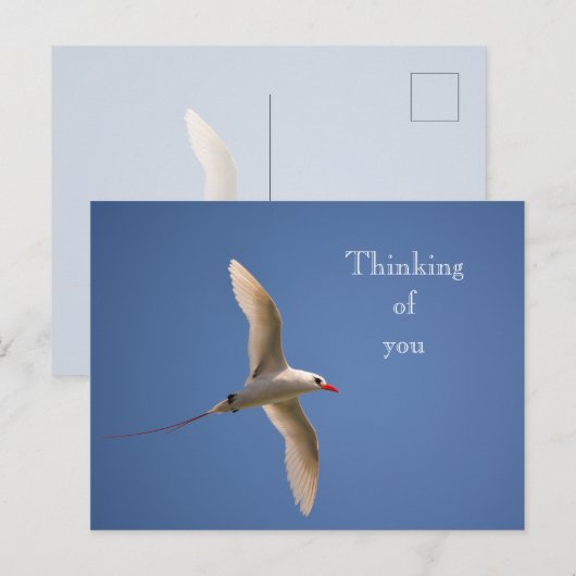 Carte Postale Kauai Hawaii Kilauea Tropicbird (Devant / Derrière)