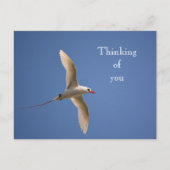 Carte Postale Kauai Hawaii Kilauea Tropicbird (Devant)