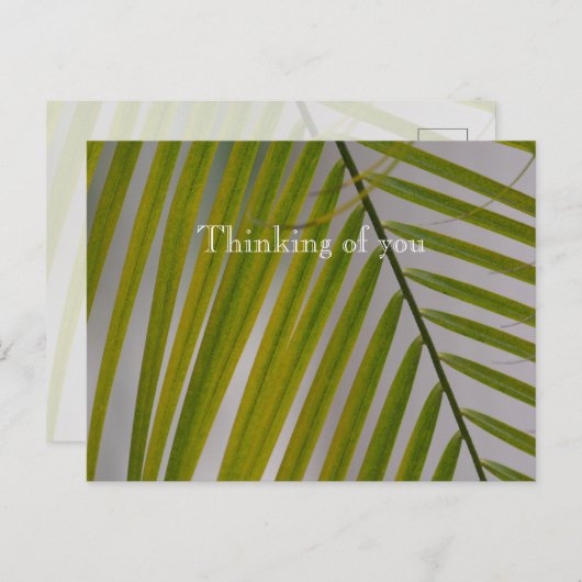 Carte Postale Kauai Hawaii Palm Tree (Devant / Derrière)