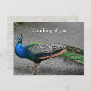 Carte Postale Kauai Hawaii Peacock