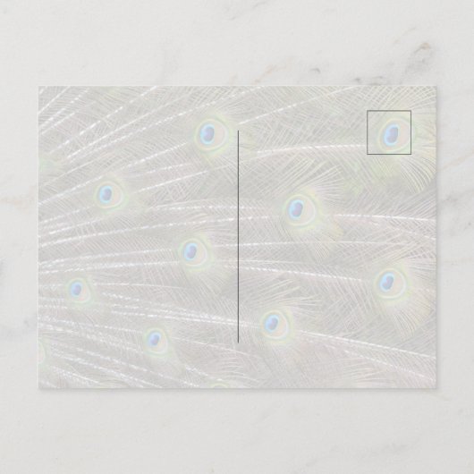 Carte Postale Kauai Hawaii Peacock (Dos)