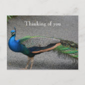 Carte Postale Kauai Hawaii Peacock (Devant)