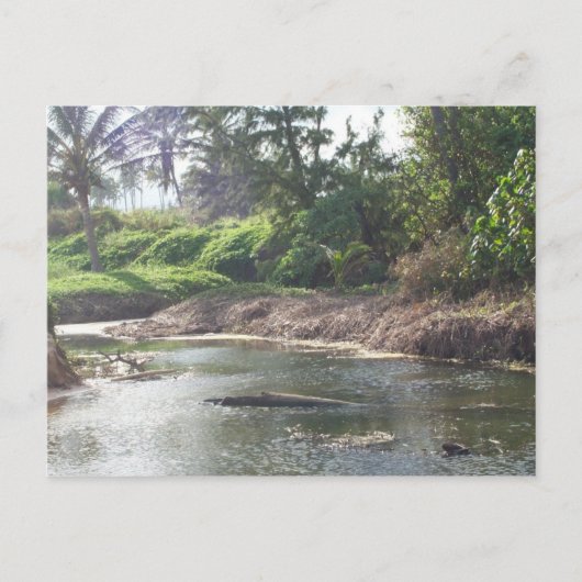 Carte postale Kauai Paradise (Devant)