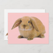 Carte Postale Kawaii Cute Lapin Lapin (Devant / Derrière)