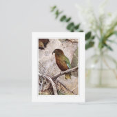 Carte Postale Kea (Debout devant)