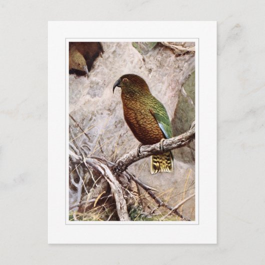 Carte Postale Kea (Devant)