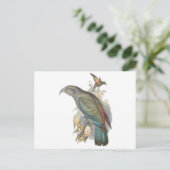 Carte Postale Kea (Debout devant)